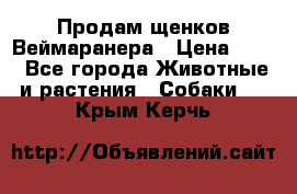 Продам щенков Веймаранера › Цена ­ 30 - Все города Животные и растения » Собаки   . Крым,Керчь